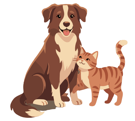 Freundlicher Border Collie bereit für die Tierbetreuung