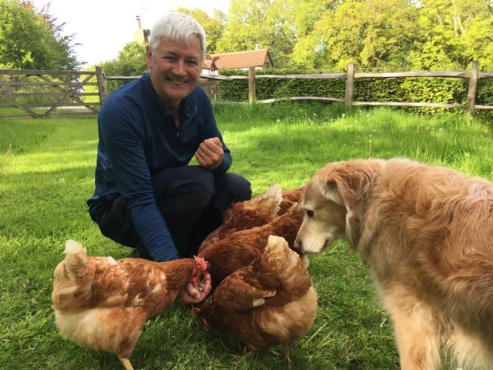 Een sitter in een tuin met kippen en een golden retriever